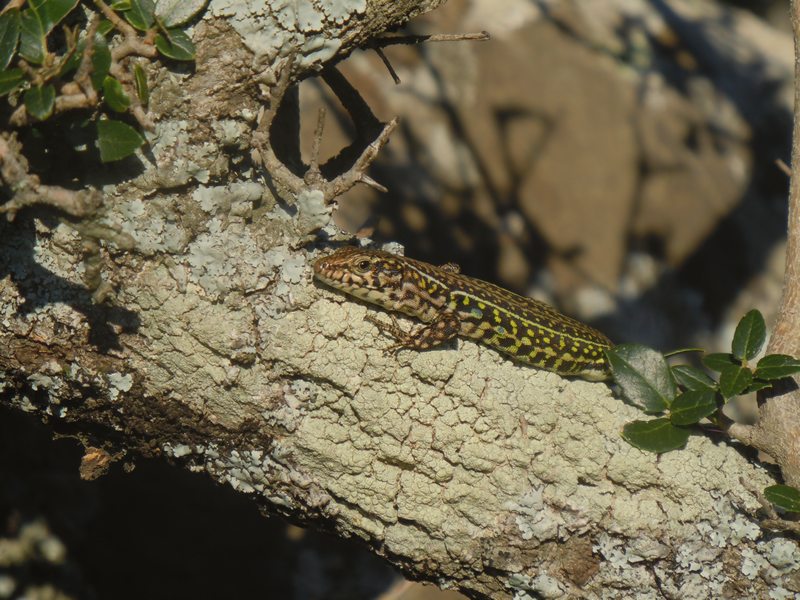 Lucertole di gennaio